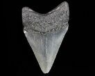 Juvenile Megalodon Tooth - South Carolina #74203-1